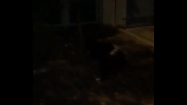 Catioro fudendo na mimha rua